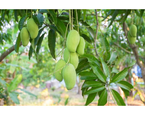 Cultural and Culinary Significance of Mangoes in India